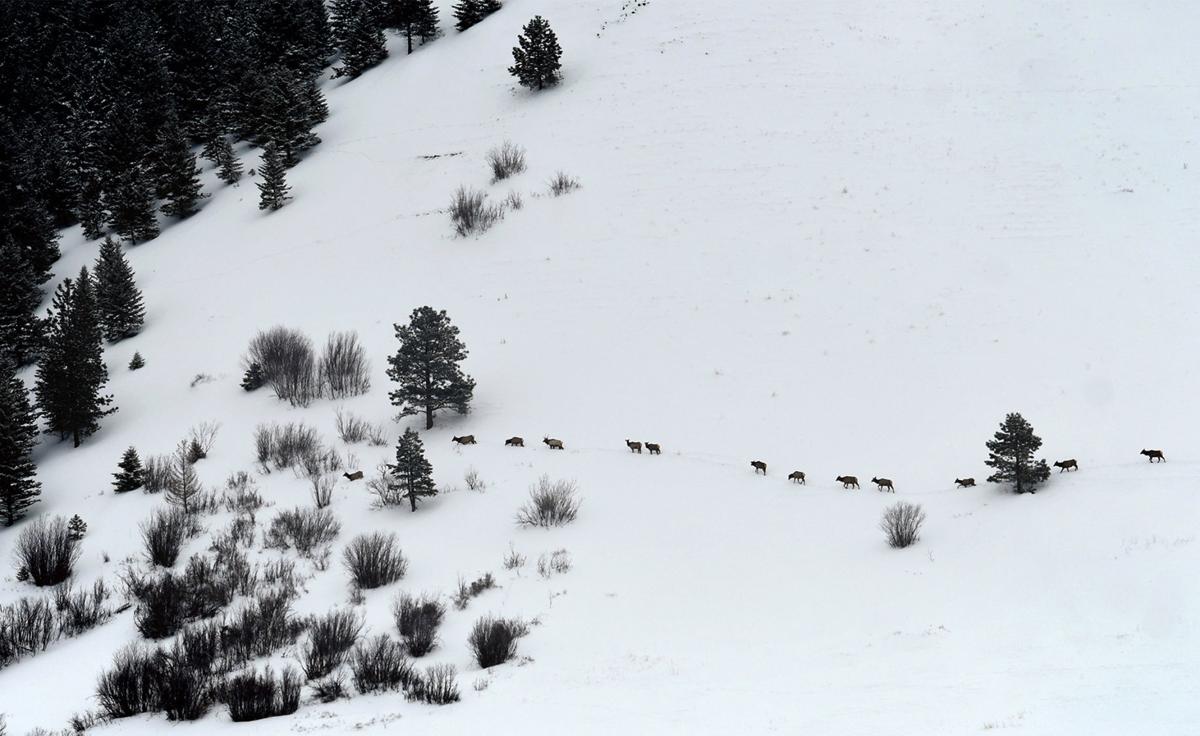 March Arctic Front Promises Coldest Temperatures We Ve Seen This Year Local News Missoulian Com