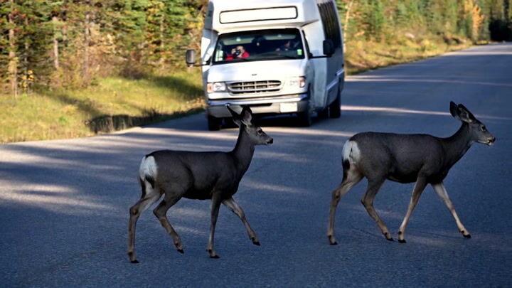 Watch Now: Tips to avoid hitting a deer this year, and ...