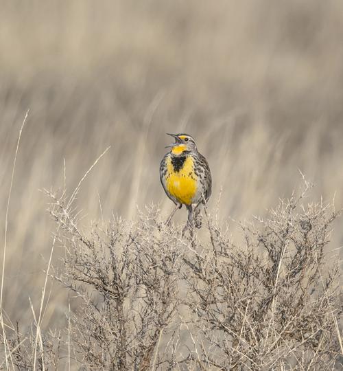Meadowlarks return to Bitterroot