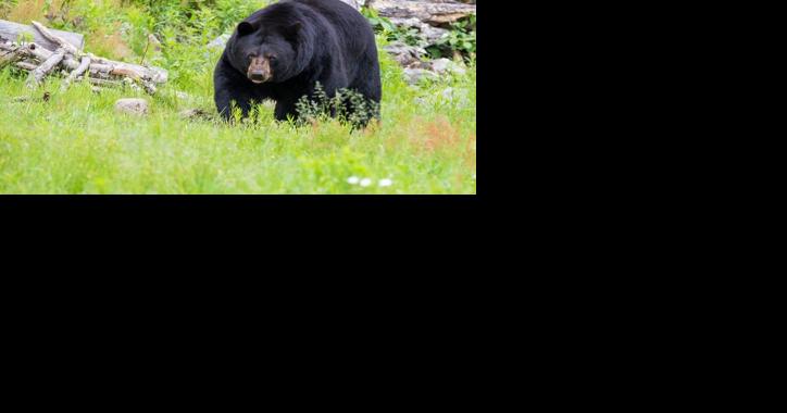 Black bear shot in Sula after getting into garbage - Vimarsana News