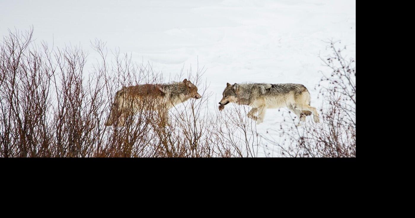 Counting wolves: Data debate at the heart of Montana’s policies for killing iconic predator