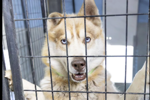 More than 50 animals seized in suspected neglect case in northwest Montana