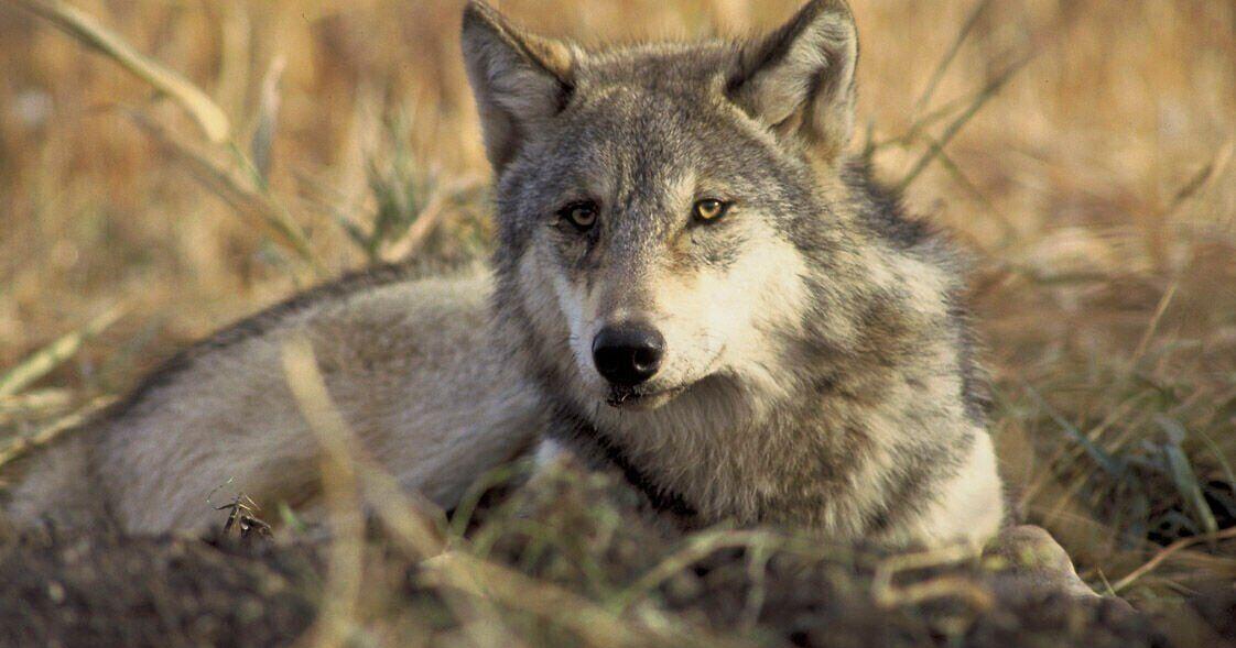 Montana wolf report spawns debate over population, hunting - Vimarsana News