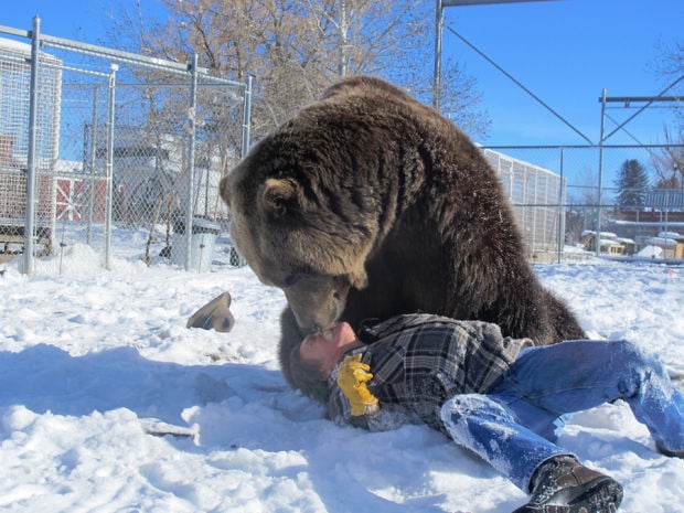 Bart the Bear II Dead: Animal in Into the Wild, We Bought a Zoo Was 21 –  The Hollywood Reporter