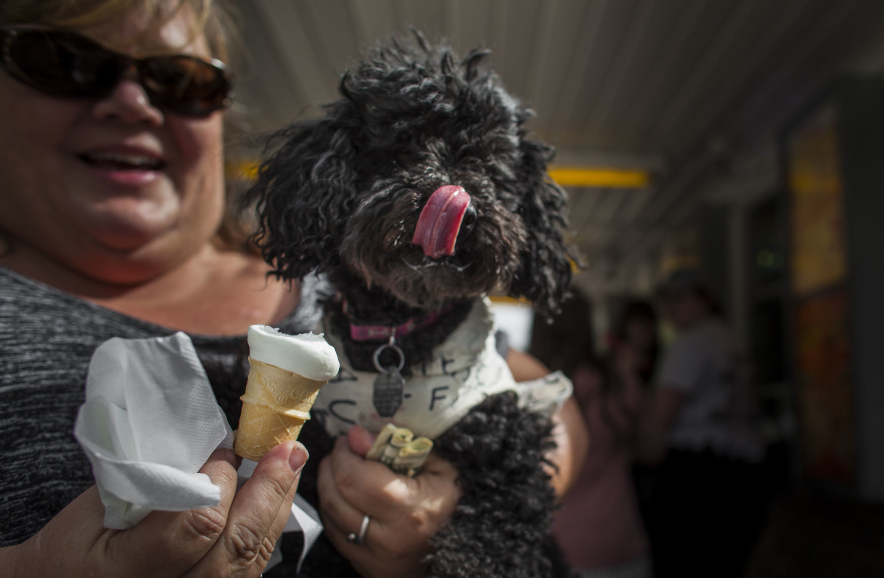 Puppy cone dairy store queen