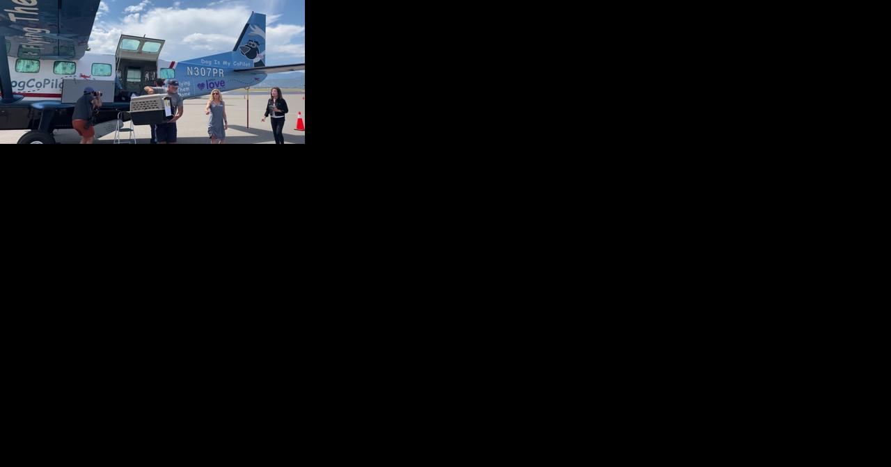 LA dogs fly to Missoula to find new homes - Vimarsana News