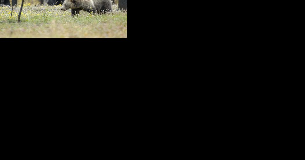 Groups sue Montana over wolf trapping in grizzly habitat - Vimarsana News