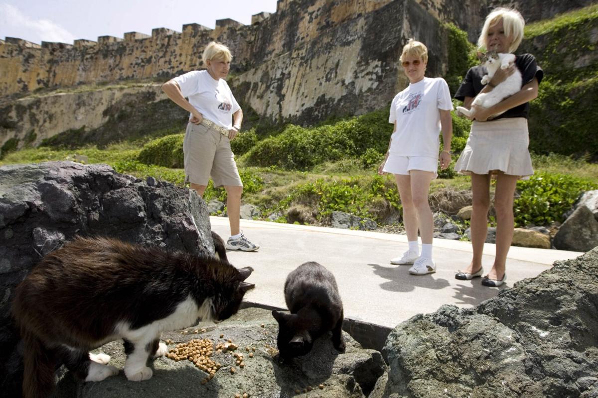 Stray cats will be removed from historic Puerto Rico fort
