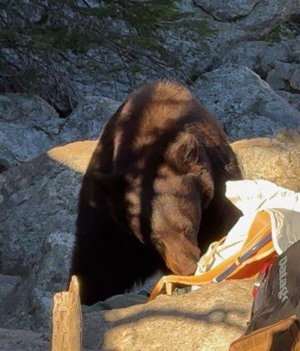 Hunger for human foods ends in Grand Teton staff killing black bear