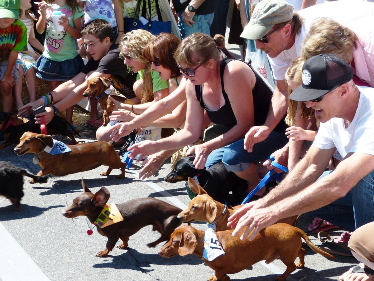 Fourth annual Hamilton Wiener Dog Races set for Saturday | State & Regional | missoulian.com