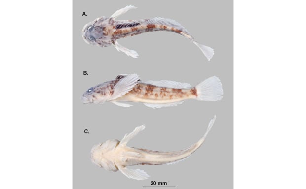 New fish species found in Clark Fork River basin
