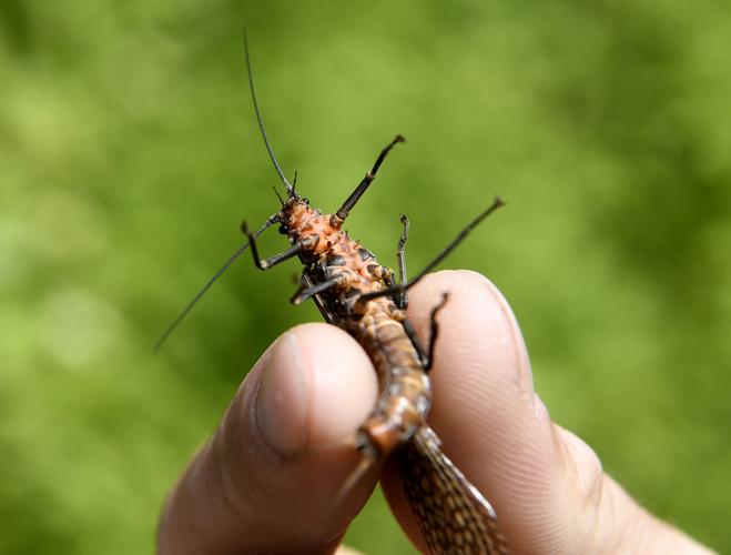 How to Quickly Spot a Dying Praying Mantis: Vital Signs Revealed