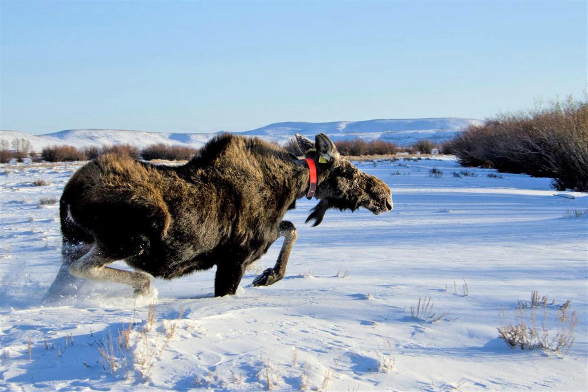 Study: Hungry moose more tolerant of wolves' presence | Montana Untamed