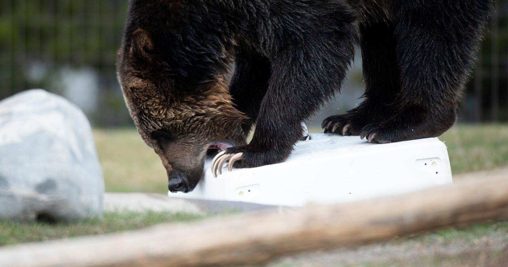 Men kill grizzly in self defense near of Whitefish Montana - Vimarsana News