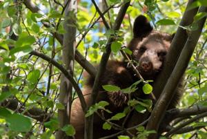 'The bears have shifted down' in Bitterroot, due to low snowpack, more development