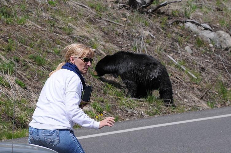 too gets photos shooting to close bear Yellowstone mama Woman
