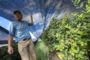 Bitterroot researchers study 'superfood' honeyberries for crop potential