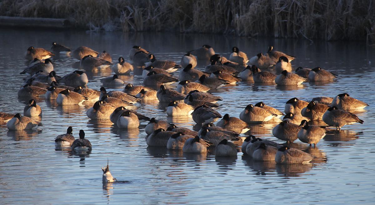 Waterfowl