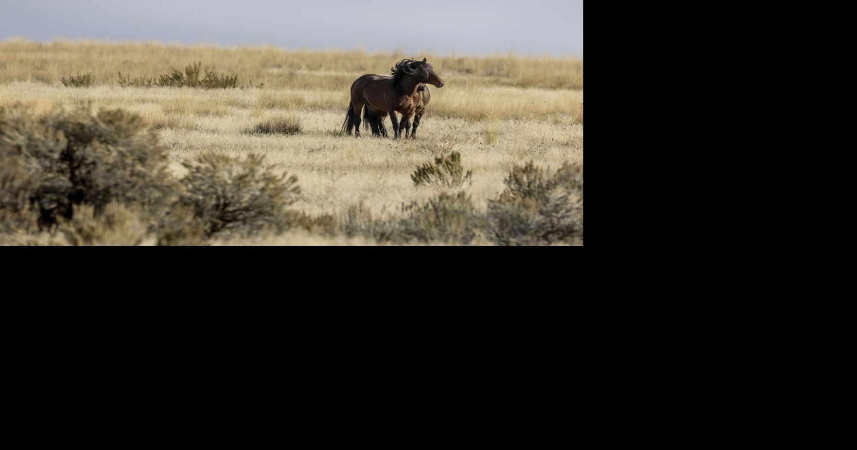 Missoula County to hold hearing on feral horses in upper Miller Creek area