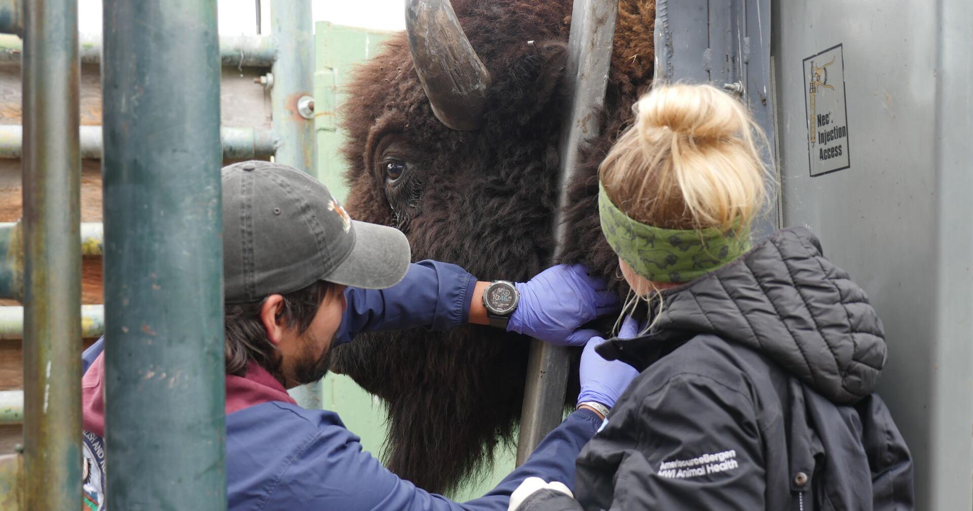 Montana bison range's return filmed from tribes' perspective - Vimarsana News