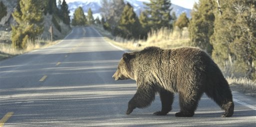 Yellowstone S Grizzly Bears Are Hungry And Dangerous State Regional Missoulian Com