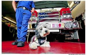 First responders' top dogs