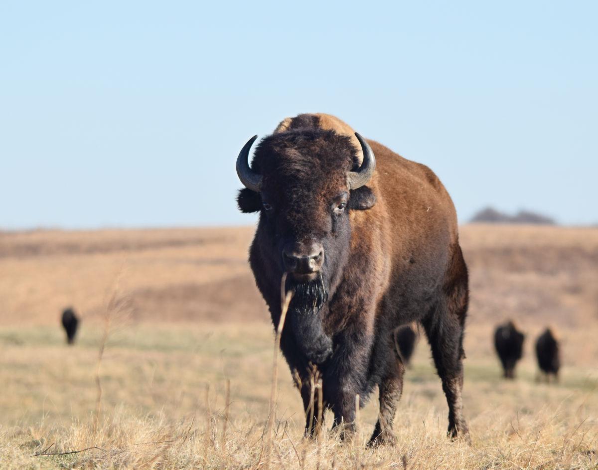 Montana bison restoration study steers clear of specific sites | State ...