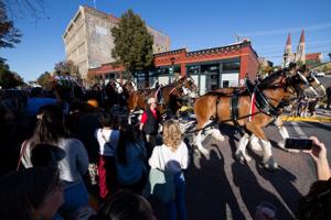 A cold one with a warm welcome: Budweiser Clydesdales trot through Helena