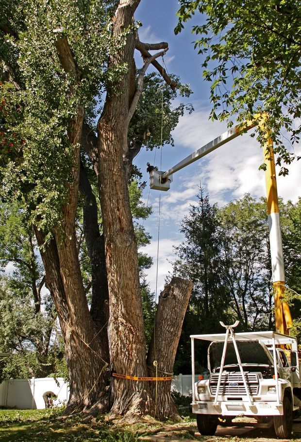 Historic cottonwood tree gets new shot at life in Billings State