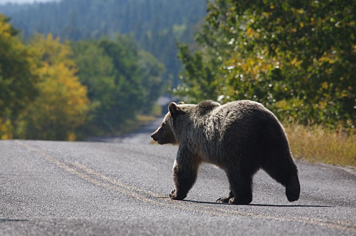 Grizzly on road