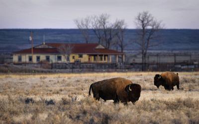 Where the buffalo roam, Montana cowboys dig in their heels