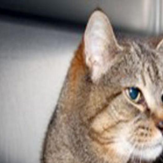 Adopt A Shelter Cat Month Features Serena As H S Pet Of The Week