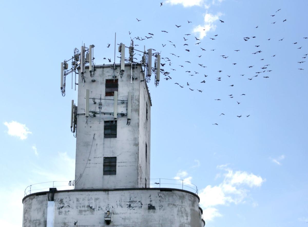 Pigeon swarm