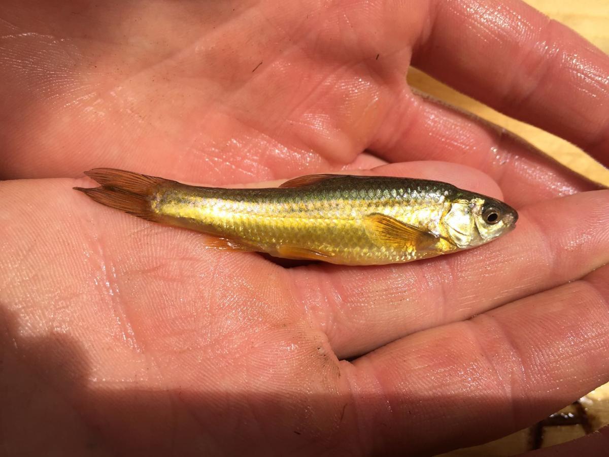 Northern pike moved into a unique river in Wyoming, and are decimating