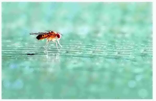 How to Get Rid of Gnats & Fruit Flies at Home