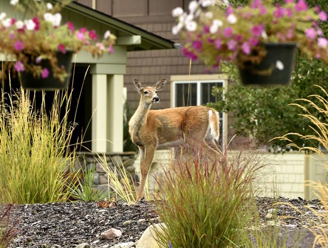 090415-mis-nws-bears-apples-02