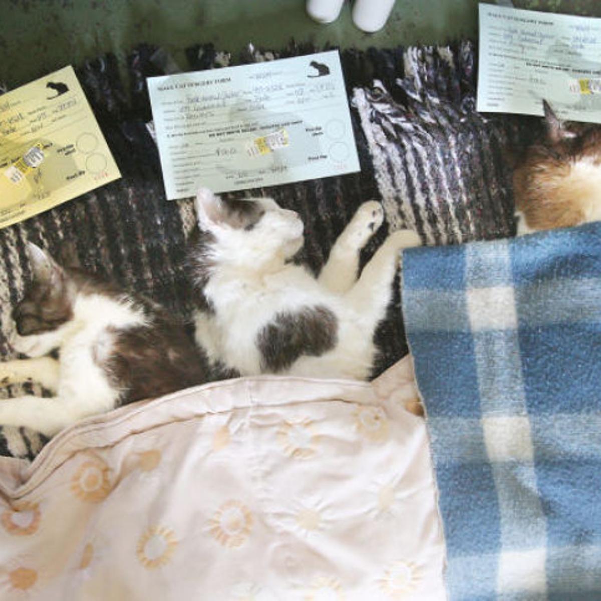 Butte Cat Hoarder Gets Suspended Sentence For Severe Neglect Abuse Of Felines State Regional Missoulian Com