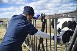 Prison inmate Mark McGuire pats a dairy cow
