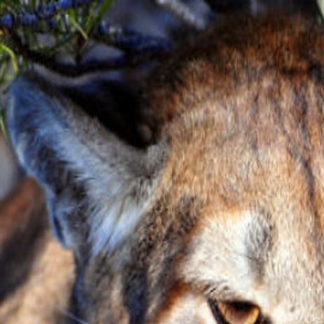Wyoming Man S Camera Captures Result Of Cougar S Porcupine Meal