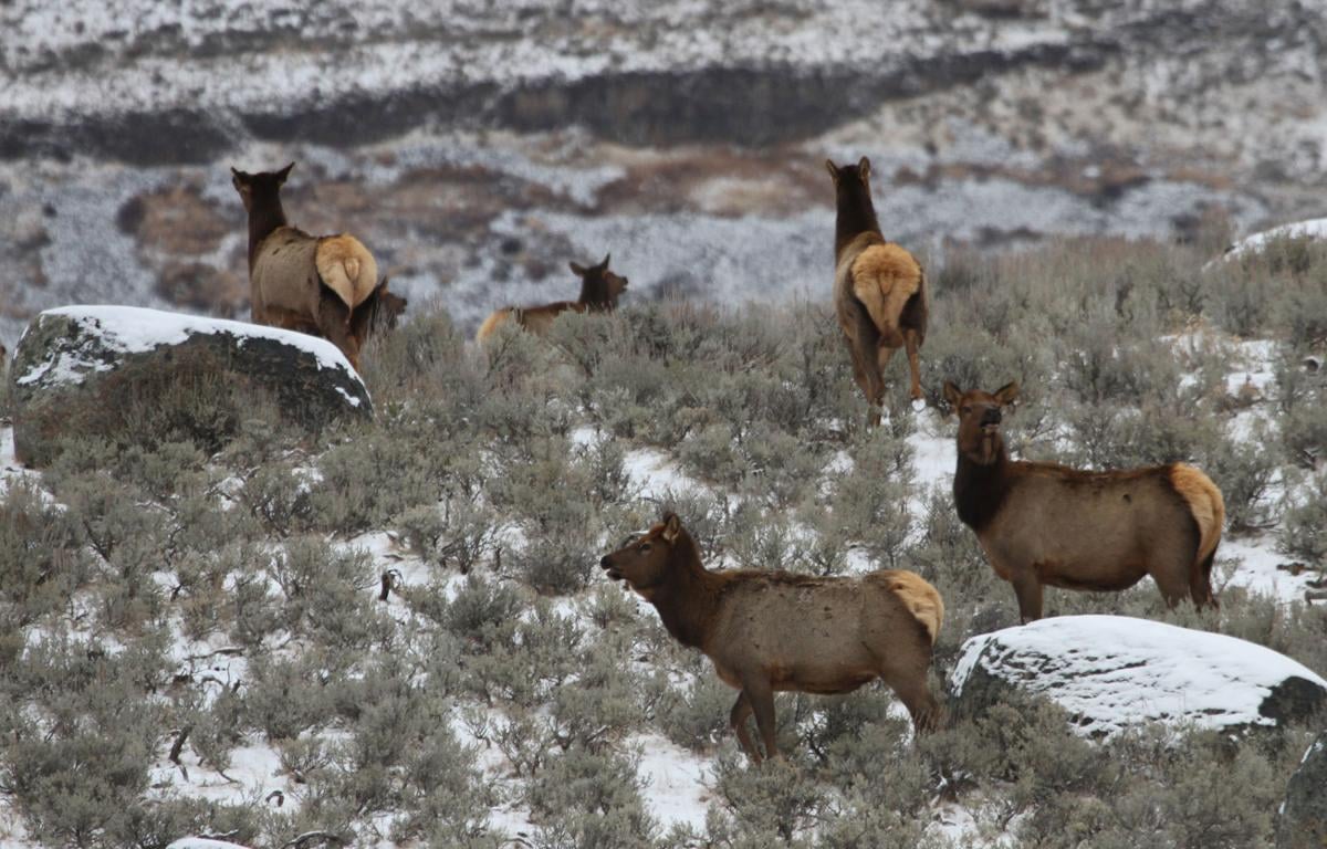 Cow elk