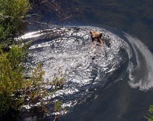 Interior secretary proposes turning over grizzly management to states at Montana event