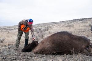 American Prairie files lawsuit to halt Bureau of Land Management's bison grazing decision