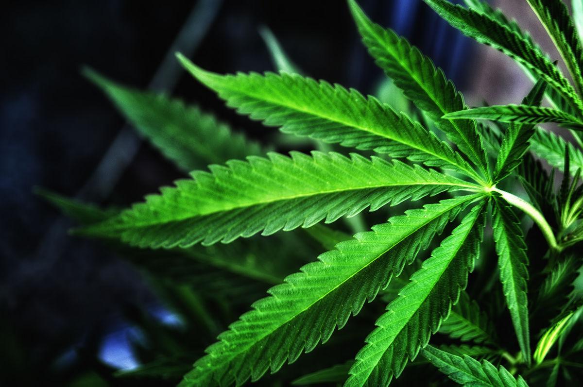Marijuana Plant