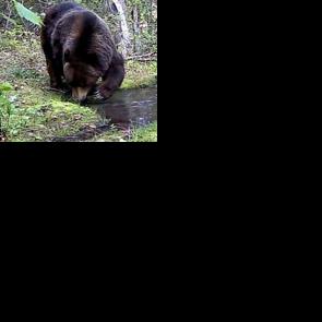 Keith Hammer: Grizzly bears trapped in their own endzone - Vimarsana News
