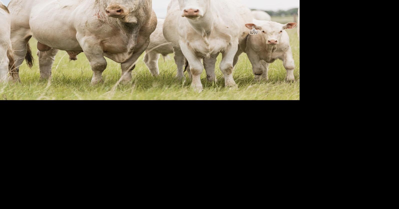 New program offers $10k to Native American beef producers
