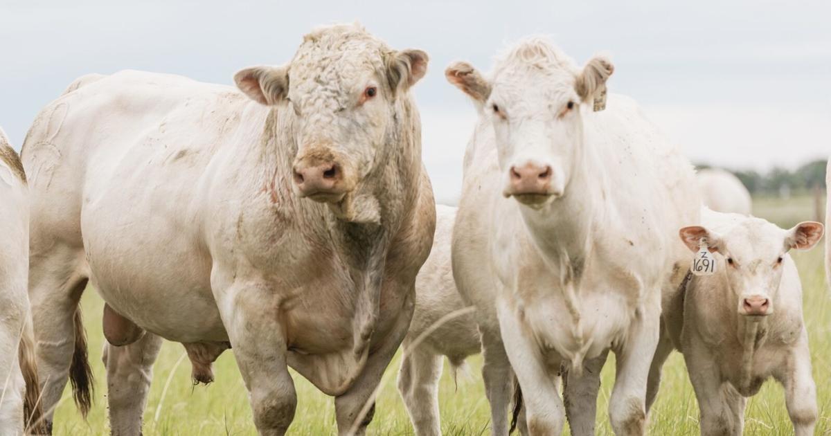 Native Beef New program offers $10k to Native American beef producers