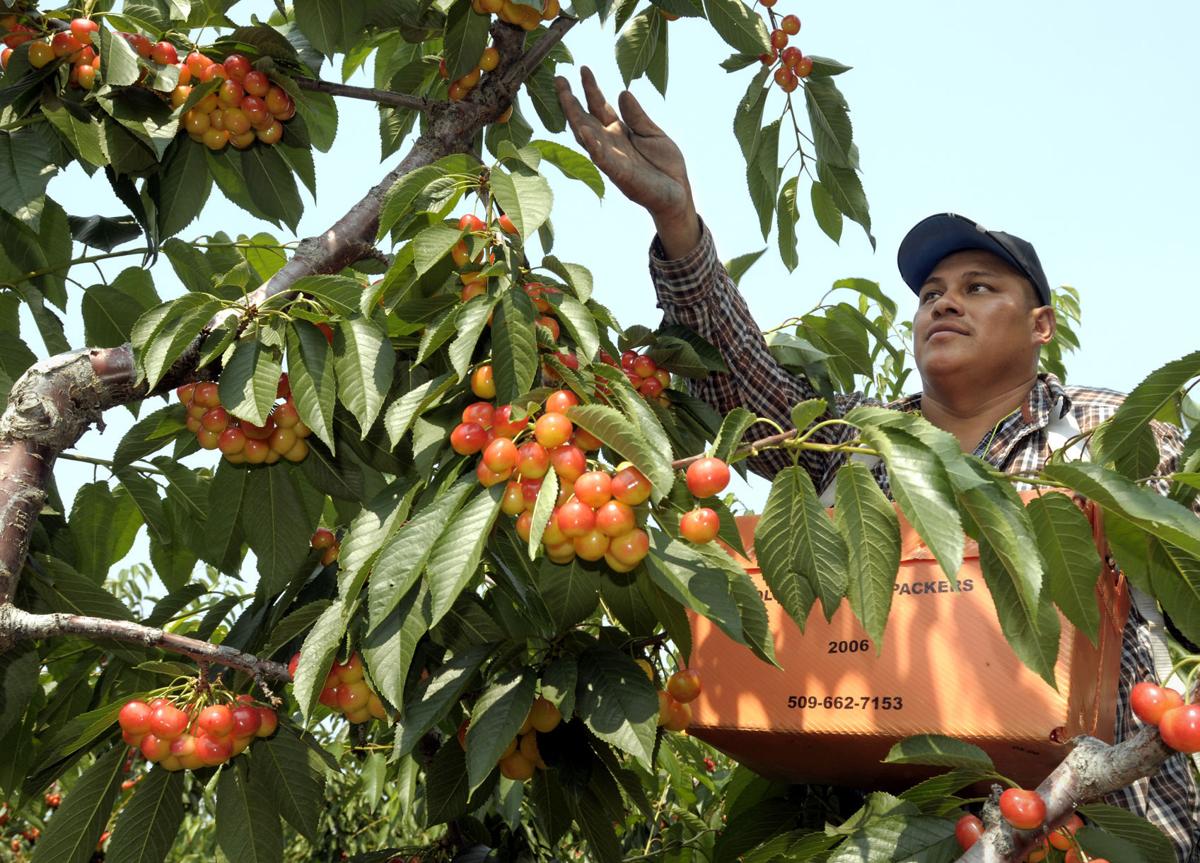 Here come the cherries Flathead growers prepare for annual harvest