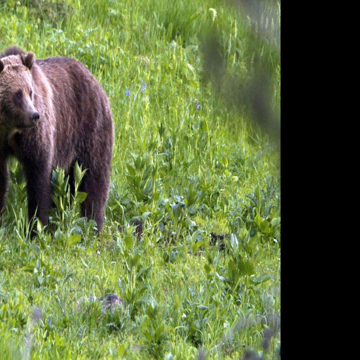 Quarter-ton grizzly killed by black bear hunter | Outdoors ...