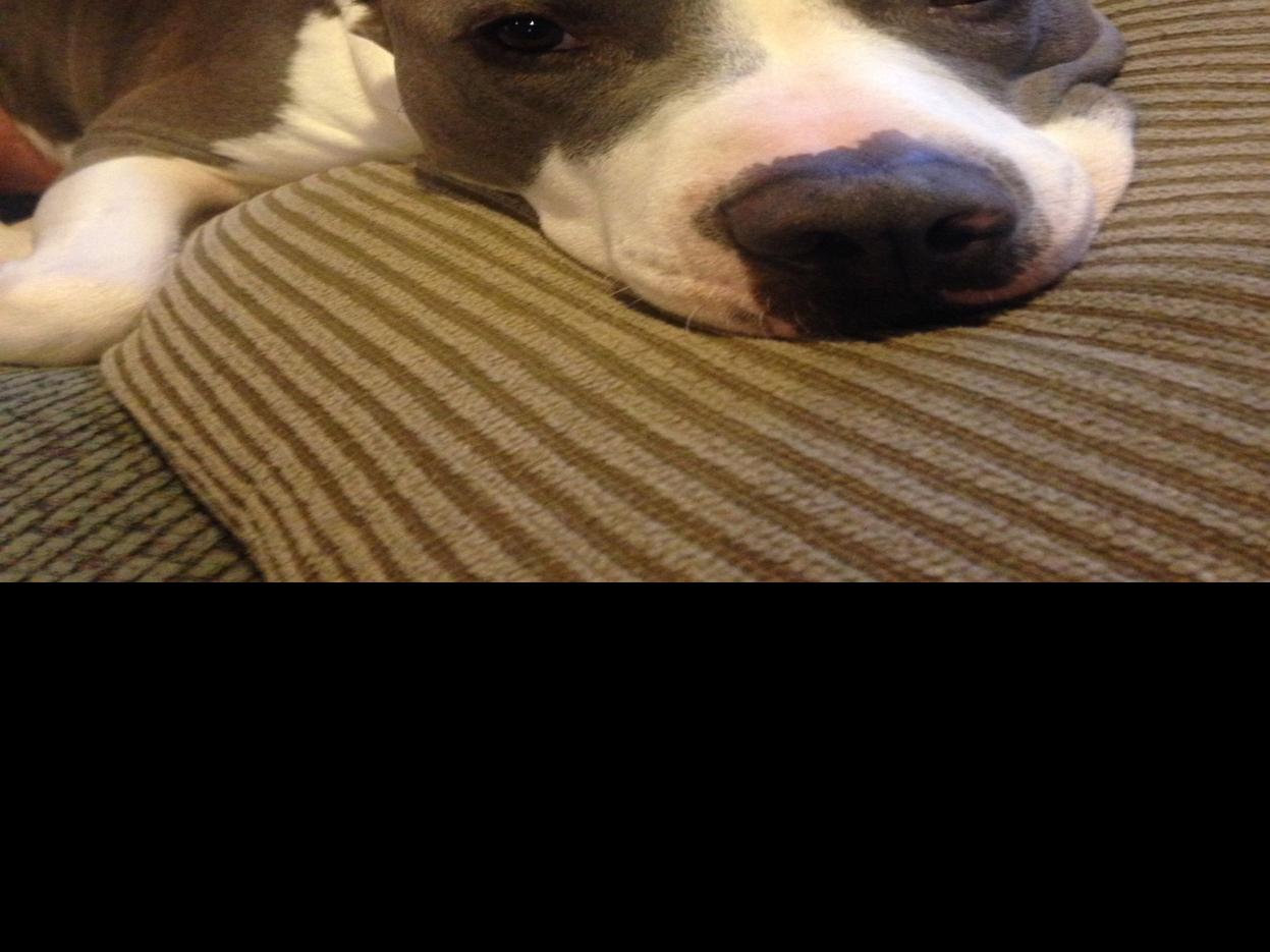 miller creek man who shot pit bull