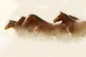Return to Freedom Responds to New York Times Report on Wild Horses Sold to Slaughter